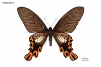 藏品(臺灣寬尾鳳蝶)的圖片